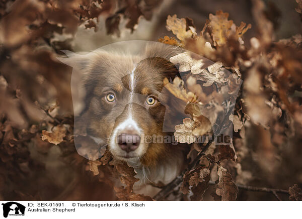 Australian Shepherd / Australian Shepherd / SEK-01591