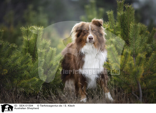 Australian Shepherd / Australian Shepherd / SEK-01594