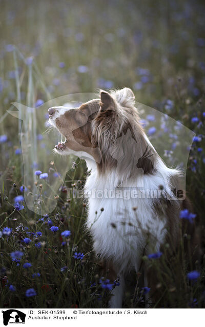 Australian Shepherd / Australian Shepherd / SEK-01599