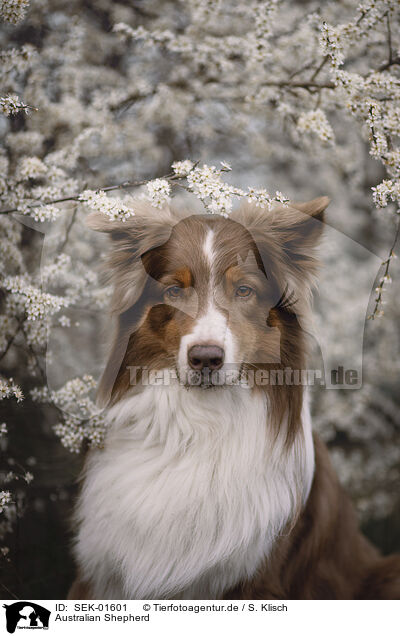 Australian Shepherd / Australian Shepherd / SEK-01601