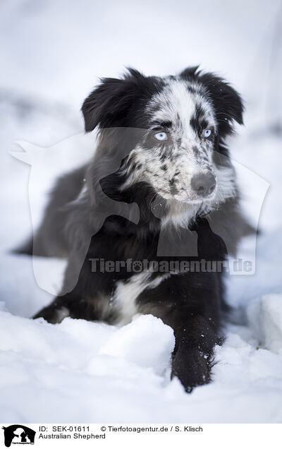 Australian Shepherd / Australian Shepherd / SEK-01611