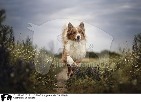 Australian Shepherd / Australian Shepherd / SEK-01612