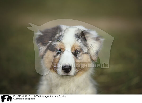 Australian Shepherd / Australian Shepherd / SEK-01616