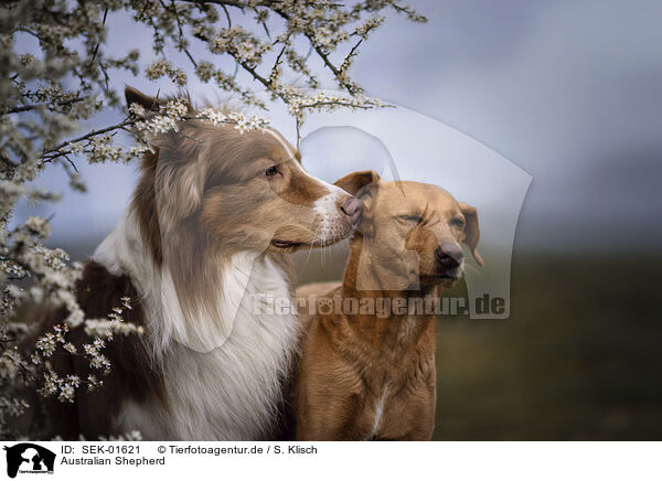 Australian Shepherd / Australian Shepherd / SEK-01621
