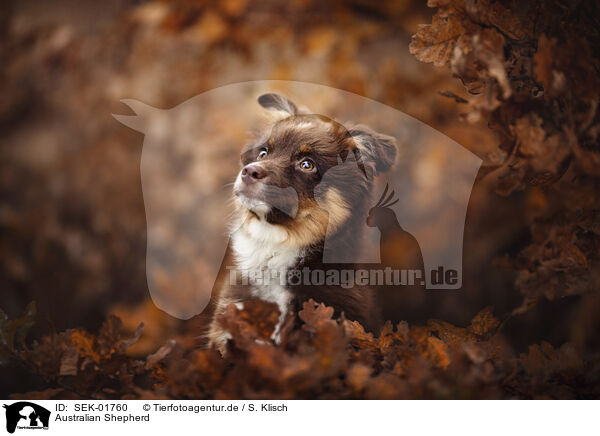 Australian Shepherd / Australian Shepherd / SEK-01760