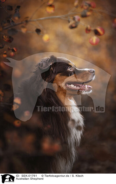 Australian Shepherd / Australian Shepherd / SEK-01761