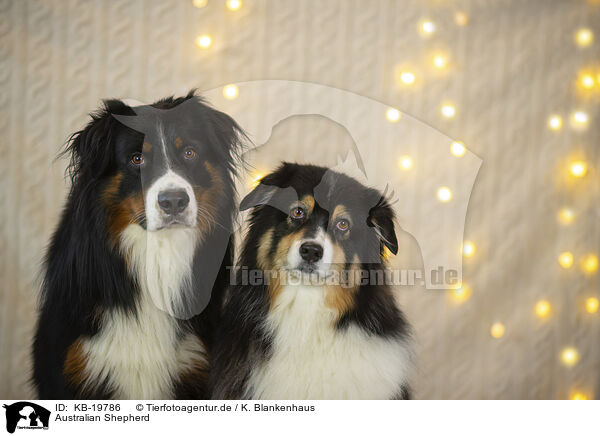 Australian Shepherd / Australian Shepherd / KB-19786