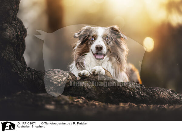 Australian Shepherd / Australian Shepherd / RP-01671
