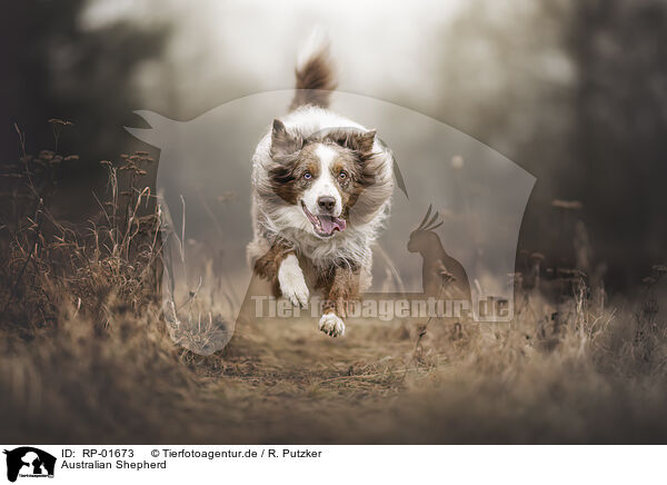 Australian Shepherd / Australian Shepherd / RP-01673
