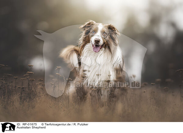 Australian Shepherd / Australian Shepherd / RP-01675