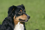 Australian Shepherd Portrait