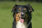 Australian Shepherd Portrait