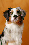 Australian Shepherd Portrait