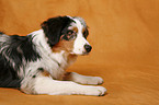 liegender Australian Shepherd