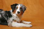 liegender Australian Shepherd