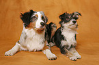 Australian Shepherd & Mischling