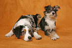 Australian Shepherd & Mischling