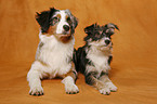 Australian Shepherd & Mischling