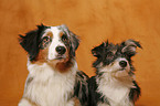 Australian Shepherd & Mischling