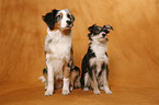 Australian Shepherd & Mischling