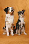 Australian Shepherd & Mischling