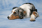 liegender Australian Shepherd