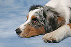 liegender Australian Shepherd