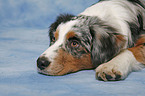 liegender Australian Shepherd