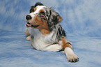 liegender Australian Shepherd