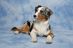 liegender Australian Shepherd