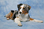 liegender Australian Shepherd