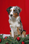 sitzender Australian Shepherd