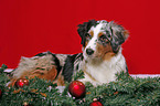 liegender Australian Shepherd