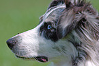 Australian Shepherd