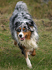 Blue-Merle Australian Shepherd