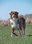 Australian Shepherd