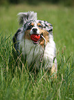 Blue-Merle Australian Shepherd