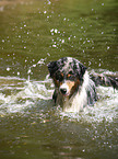 badender Australian Shepherd