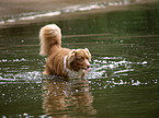 Australian Shepherd