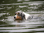 Blue-Merle Australian Shepherd