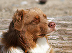 Australian Shepherd Portrait