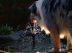 Blue-Merle Australian Shepherd