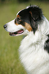 Australian Shepherd Portrait