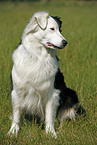 sitzender Australian Shepherd