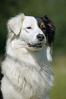 Australian Shepherd Portrait