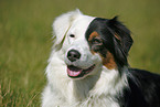 Australian Shepherd Portrait