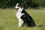 sitzender Australian Shepherd