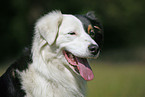 Australian Shepherd Portrait