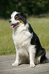 sitzender Australian Shepherd