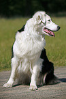 sitzender Australian Shepherd